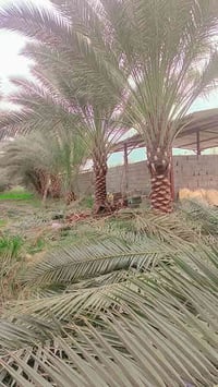 تجهيز مزارع وبساتين • انواع النخيل • جميع محافظات العراق