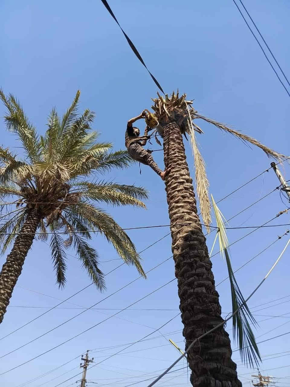 تقطيع الأشجار والنخيل في بغداد كرخ ورصافه للاتصال
***********
***********
واتساب
