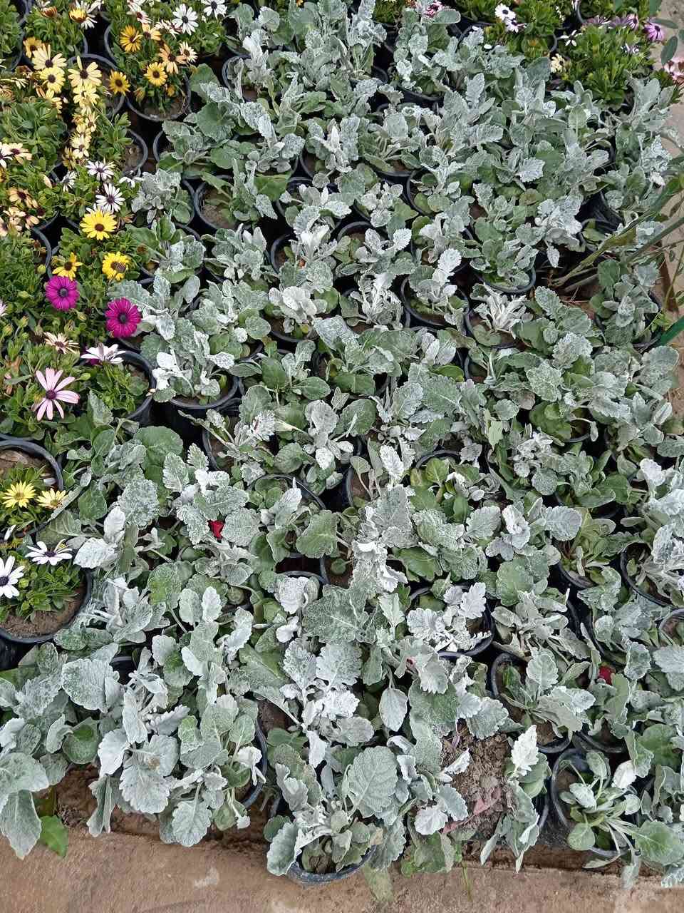 بسم الله ♥

ورود ربيعية 😍

متوفر جعفري لونين الاصفر والبرتقالي 🥰

ونبات الثلجي الدائمي 💚

السعر الف دينار فقط 🤩

#العنوان_القائم_حصيبة 
شارع ابو رندة القديم شارع صيدلية النبع مقابل قرطاسية ديار الأمل 

الإتصال *********** مشتل ابوبكر
