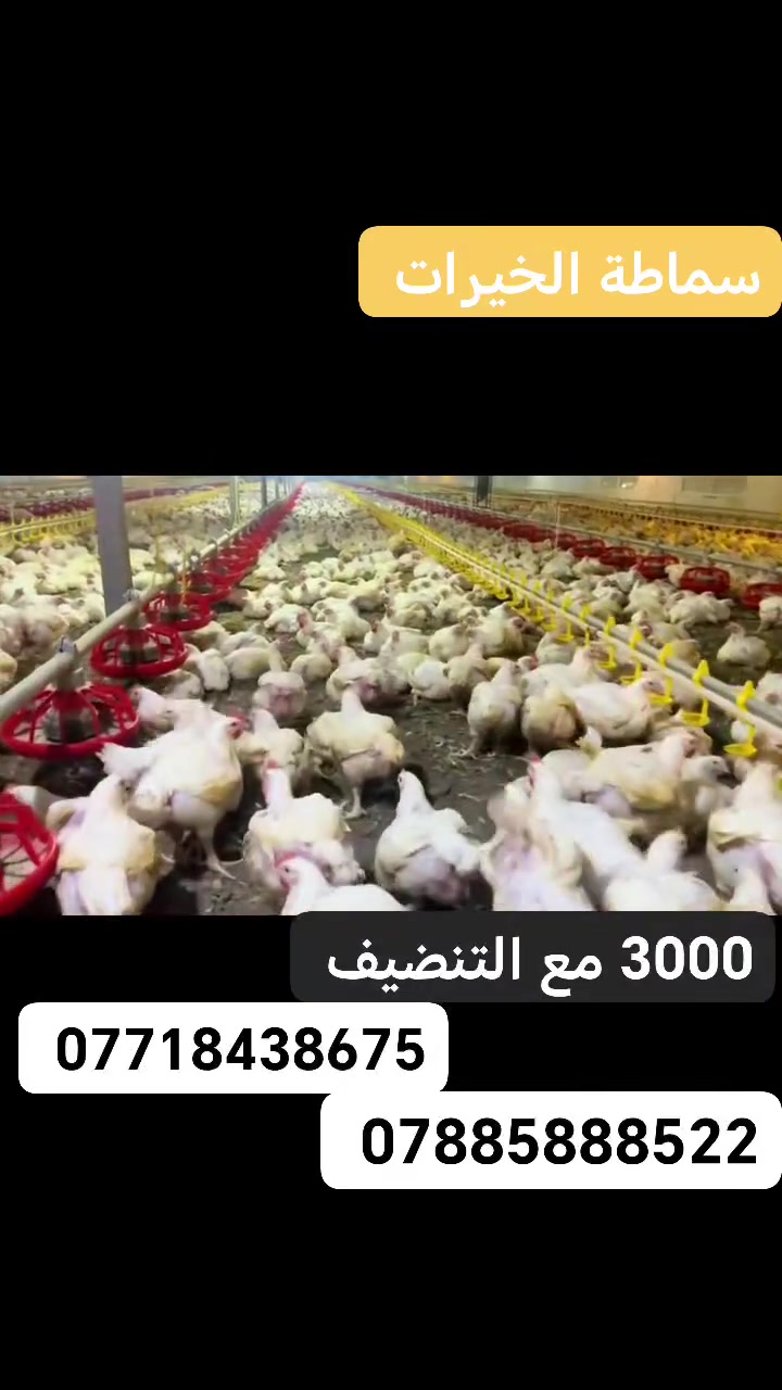 تعلن ادارة سماطة الخيرات عن وصول وجبة دجاج جديدة دجاج العلم
 ديج فقط

الاوزان من 1.8 كيلو الى 3.5 كيلو 🐔 

سعر الكيلو 3000 مع التنضيف 🔥

العنوان مدخل العلم العويز قبل معمل الثلج مقابل محلات الكويد لتبديل الزيوت
***********
***********

