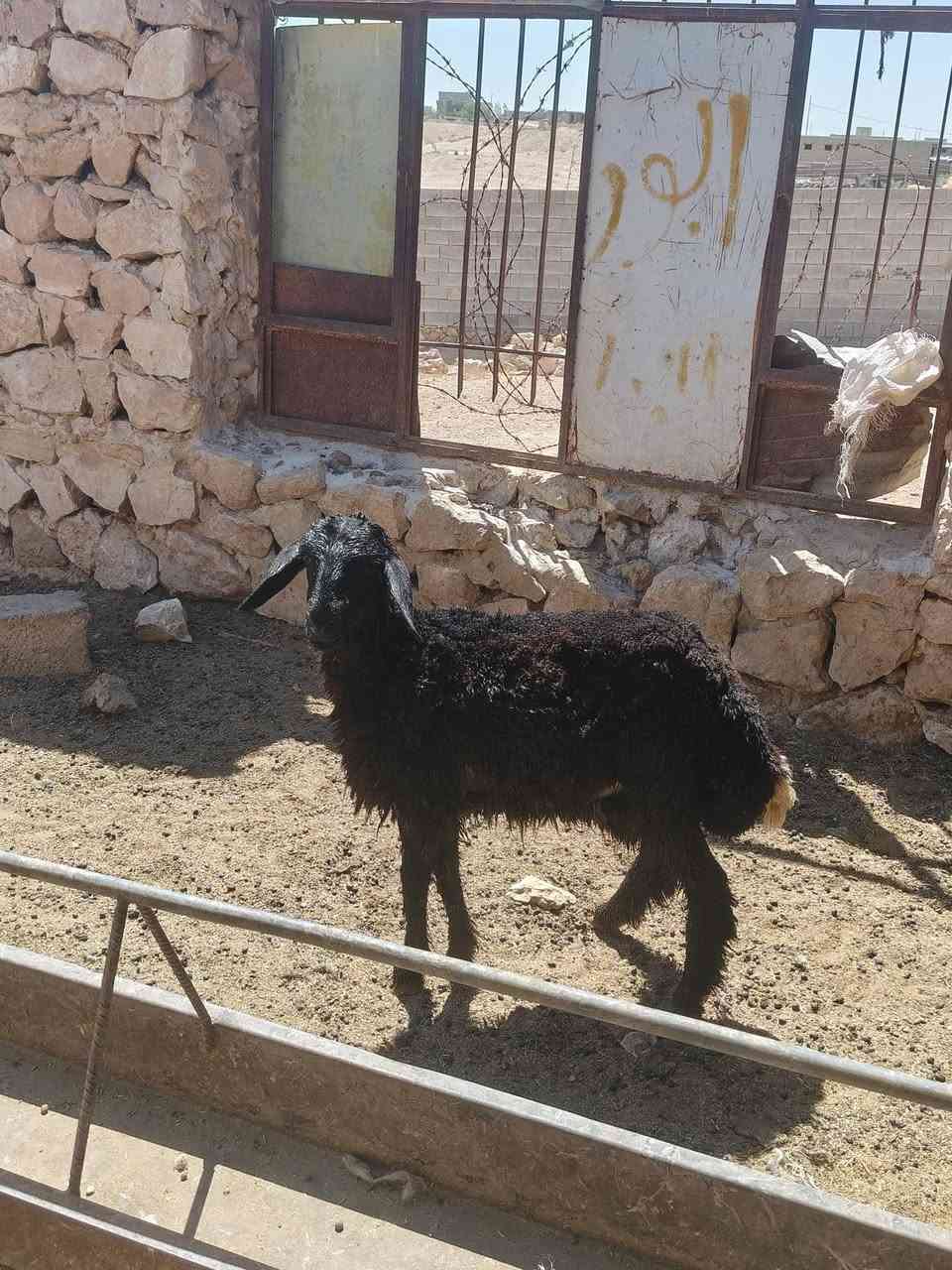 متاح فطيمه بنت لعام غره سود وين عشاق غره حشنه وشكه طويله وسمن شرط نصاح شتريد ترهم حلوه حلال رقم واحد نضيف حلوه سعر خاص مكان بروانه سنجك يوجد توصيل حسب لاتفاق ***********
