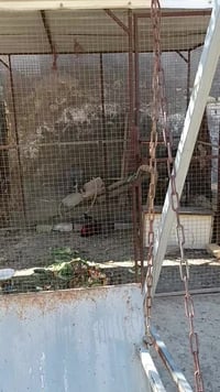 قفص • طويريج • للبيع