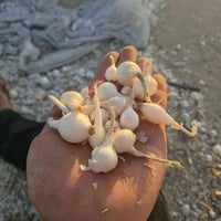 بصل • بصل حار • بصل ناعم • بصل كريط • بيع بصل • بصل للبيع • محاصيل زرا...