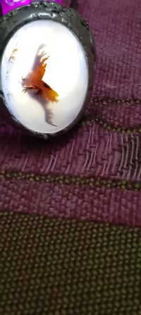 محبس فضة • خراسانيه • البصرة