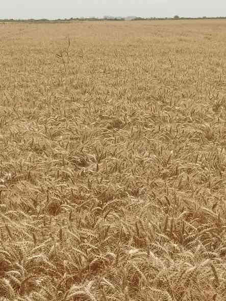 السلام عليكم 
عنوان:ديالى بعقوبة طريق باب الدرب مجاور اسواق الشمري 
***********
