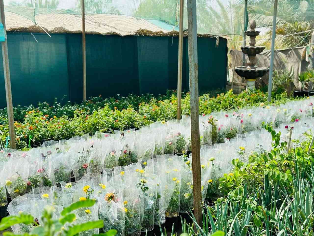 السلام عليكم متابعينا الكرام 

مع بداية موسم جديد..

يعلن مشتل شهيد العتبي 
وجود جميع انواع الشتلات
الظليه ولاخارجيه والثيل ونافورات 
والشلالات ولاسنادين والتحفيات 

يوجد كادر عمل كامـل
لتصميم الـحدائق والديكورات والـشلالات والنافورات بشكل جميل ومميز 
كل هذا بـ اسعار مناسبة

للأسفسار والتواصل معنا
يرجى مراسلـة الصفحة او الاتـصال على الــرقم 
*********** 

#مشتل_شهيد_العتبي ❤️🖤
