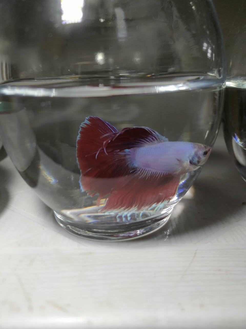 أسماك الفايتر 🐟🎀
لاتحتاج للاوكسجين ✅ 
👇👇👇👇

كيس طعام ✅ 
حوض زجاجي ✅ 
حجر طبيعي ابيض ✅
#اسماك_الزينه🐠🐟🐋🐳🐡 #احواض_سمك_زينه #احواض_سمك #سمكة_الفايتر


**إذا كنت صاحب هذا الإعلان وتريد حذفه لأي سبب، رجاءا أرسل رسالة إلى الدعم الفني**