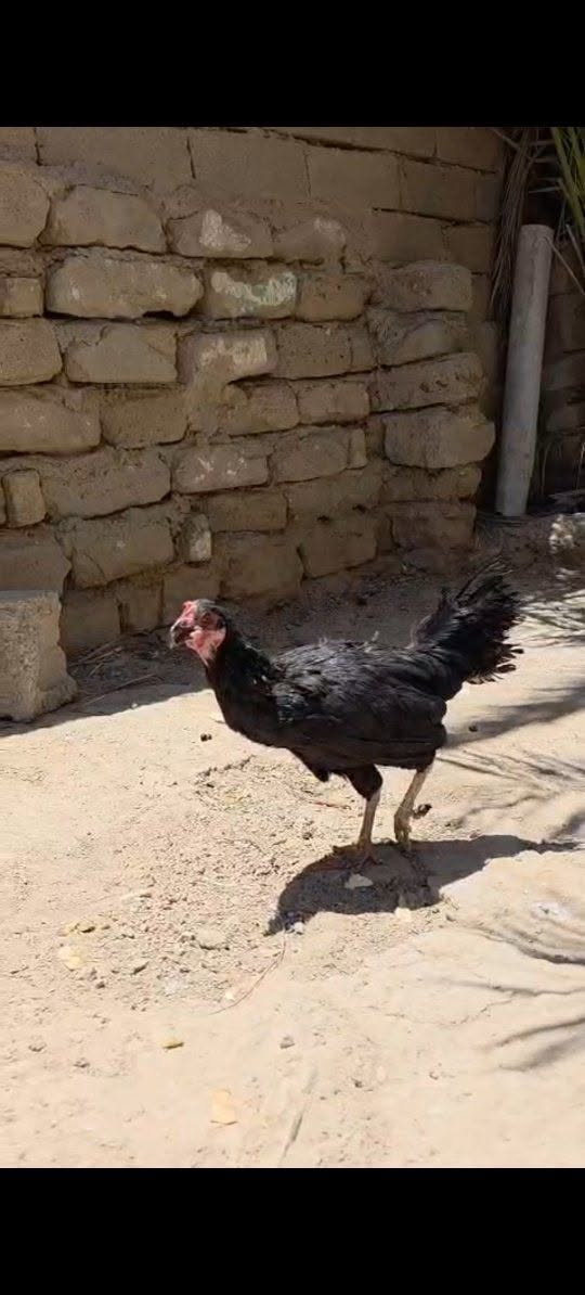 يالله متاح دجاجه عربيه بياضه 
المكان الشافي


**إذا كنت صاحب هذا الإعلان وتريد حذفه لأي سبب، رجاءا أرسل رسالة إلى الدعم الفني**