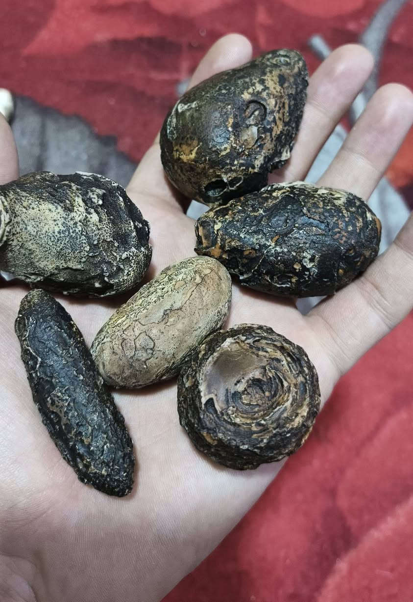 أحجار سلطاني خام و سليماني خام مصور كله تحف نوادر انتيكة بسعر البلاش قطعة 5 آلاف عرض خاص فترة محدودة أقل طلب 4 قطع توصيل موجود لكل العراق وبلخدمة والي يريد شلع يدلل للطلب خاص


**إذا كنت صاحب هذا الإعلان وتريد حذفه لأي سبب، رجاءا أرسل رسالة إلى الدعم الفني**