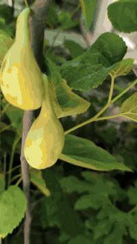 بسم الله الرحمن الرحيم 
تتوفر شتلات من تين لونگ دي اوت المميز بأحجام ممتازة وكما موضح بالفيديو 
البيع جملة ومفرد 
سعر المفرد 10 الاف 
للطلب *********** واتساب
يوجد توصيل لجميع المحافظات
