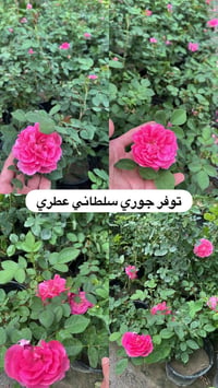 مشتل ابو علي الفراجي • ورود • سلمان باك