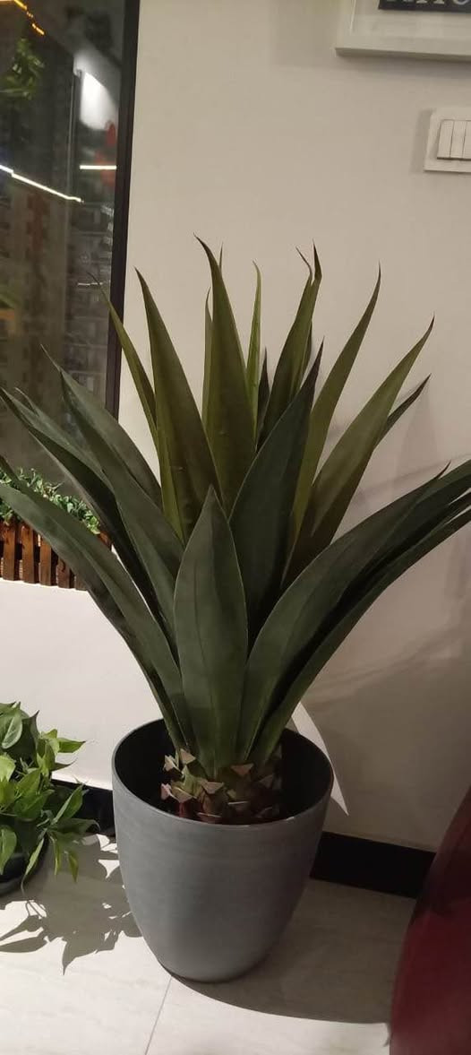 غراض للبيع 
شجرة البامبو 55
والثانيه 55
تخم حديقه (قنفه وكراسي ثنين ) ٣٥٠
علما ان اسعار الشراء اكثر من ضعف هذه الاسعار المعروضه 
المكان/المنصور بغداد, العراق


**إذا كنت صاحب هذا الإعلان وتريد حذفه لأي سبب، رجاءا أرسل رسالة إلى الدعم الفني**