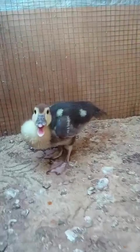بط مصري ٧اناثي وفحل واحد صغير زوج ب ٣٠ واذا شلع بيها مجال


**إذا كنت صاحب هذا الإعلان وتريد حذفه لأي سبب، رجاءا أرسل رسالة إلى الدعم الفني**