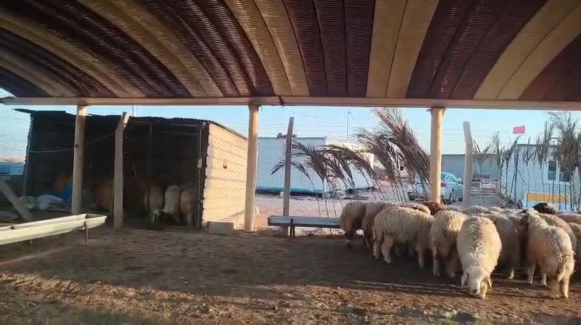 طليان للبيع زوج ٨٥٠٠٠٠
مكان خانقين
علف شعير درجه أولى 

رقم موبايل ***********
