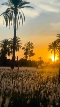 اليوسفيه بغداد • دونم طابو زراعي • سند ٢٥ مي