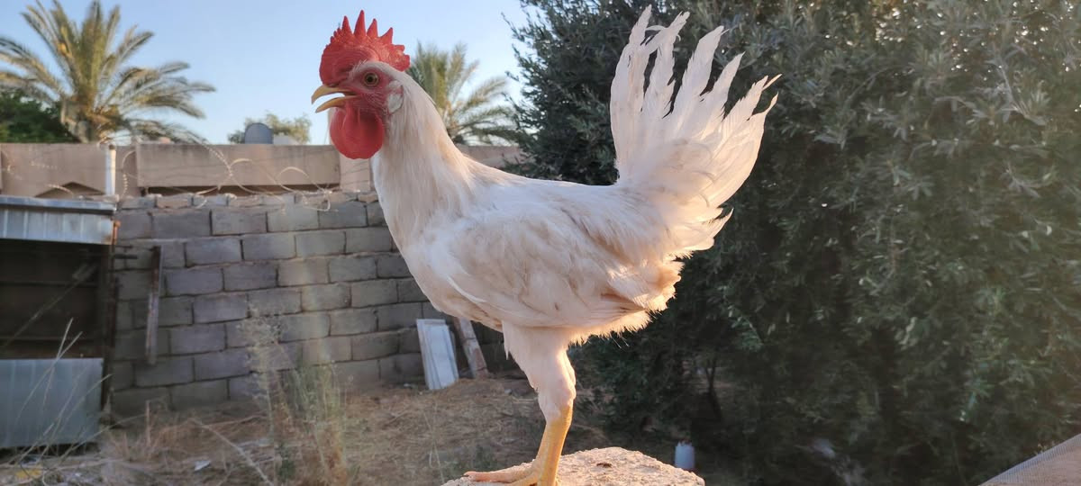 السلام عليكم ورحمة الله وبركاته
يوجد ديوك معمل للبيع
العمر 3 اشهر
السعر 8 الاف
العدد 14
مكاني السكنية


**إذا كنت صاحب هذا الإعلان وتريد حذفه لأي سبب، رجاءا أرسل رسالة إلى الدعم الفني**