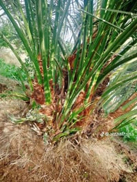 فسايل نخل • برحي نسيجي • قضاء الضلوعيه الجبور
