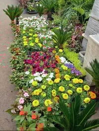 اجه العيد • ترتيب الحديقة