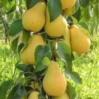 #مشتل_نور_الهدى  **يرحب بكم**
   🌲🌲🌲🌲🌲🌲🌲🌲
على بركة الله 
وصلت وجبه جديده 
السعر 3500 فقط 
من الاشجار  االمثمره ذات انتاج الوفير جداا
الــــعر🍐موط   الصيفي  ____
حلو المذائق
 قوي يتحمل درجات الحرارة العالية
واشعة الشمس.
اسماعيل. ***********
احمد.     *********** 
العنوان محافظة الانبار- حديثة صعدة الحي العسكري 
مقابل سالم للادوات الاحتياطية / ومجاور فلس ونص
