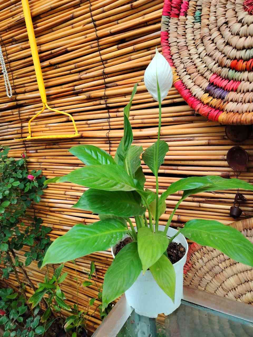 🌿نبات الشراع🌿
🪴🪴🪴🪴🪴
من اجمل و أقوى النباتات الضلية المتوفرة لدينا، نبات سهل العناية سريع النمو
يتكاثر عن طريق الفسائل،
يصلح نبات مائي ♻️
السعر ١٢،٠٠٠ الف فقط 💥
يوجد خدمة توصيل داخل الكوت فقط 🚕


**إذا كنت صاحب هذا الإعلان وتريد حذفه لأي سبب، رجاءا أرسل رسالة إلى الدعم الفني**