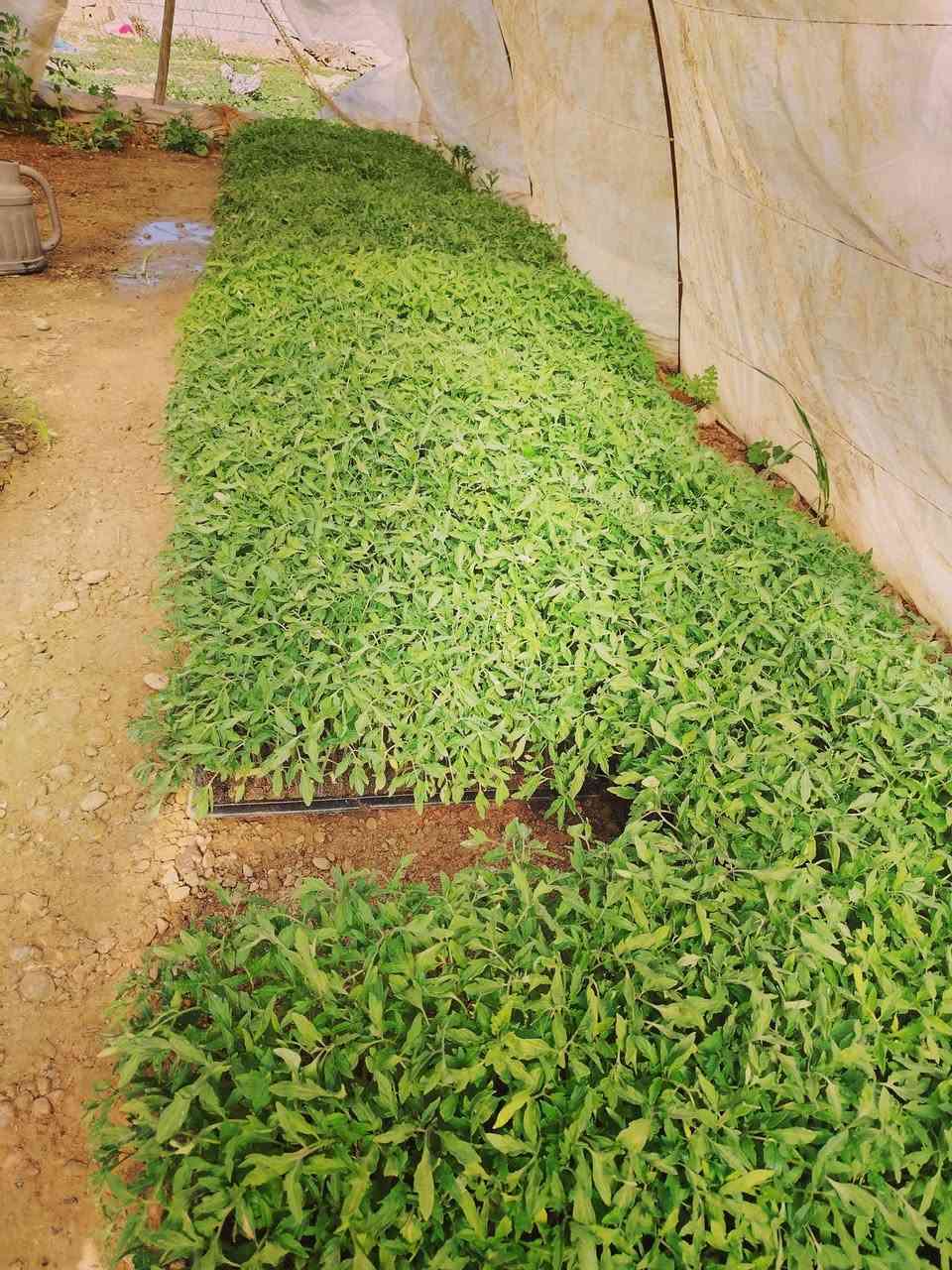 سلام عليكم يوجد شتال طماطه نوعيه فاخره خابرني على رقم ***********
