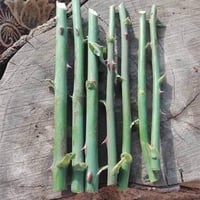 مشتل نجم • أقلام عقل • الصويرة الشارع العام