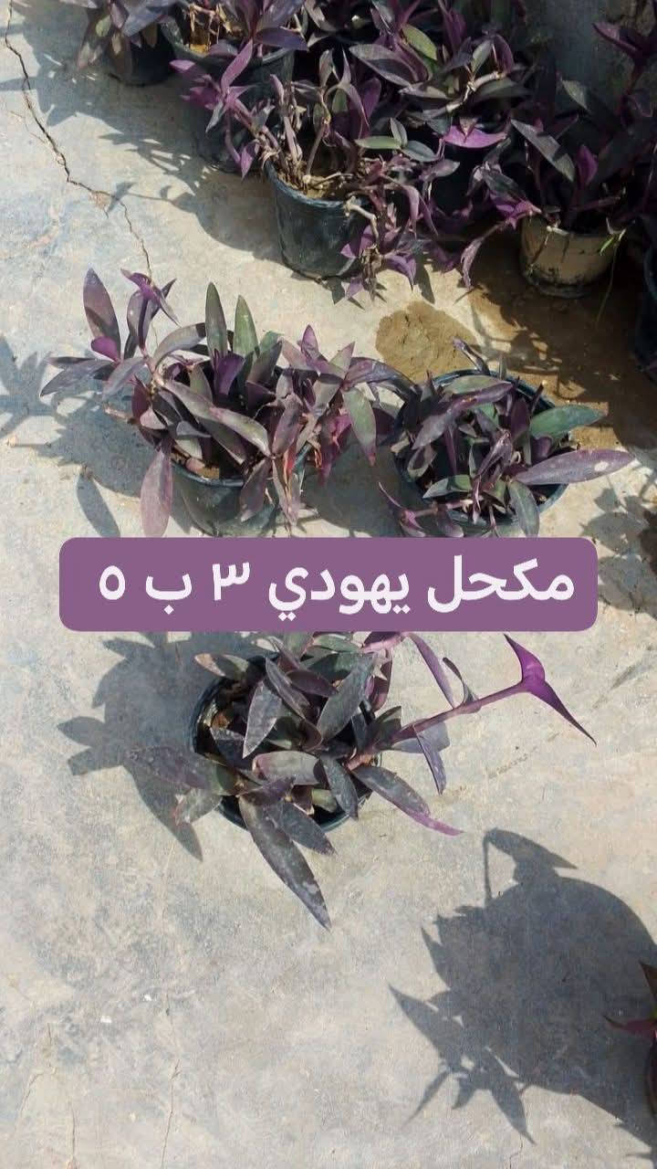 نباتات خارجيه للبيع يوجد توصيل داخل بغداد بعض المناطق توصيل 5 ♥️🌿🚘🚘🚘🌿🚘🌿🌿🌿🌿🌿🌿🌿🚘🚘🚘🚘🚘🚘


**إذا كنت صاحب هذا الإعلان وتريد حذفه لأي سبب، رجاءا أرسل رسالة إلى الدعم الفني**