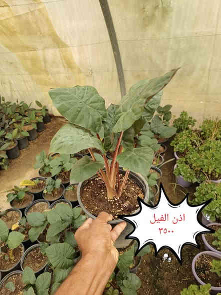 من رخصة الادمن نباتات ضليه وخارجيه التوصيل مجاني لمناطق واحياء كربلاء
الحجز والاستفسار واتساب ***********
