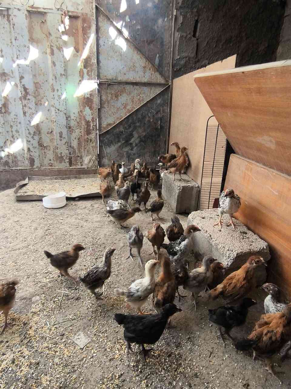 صواصي للبيع صحه كفاله اتصال فقط ***********
