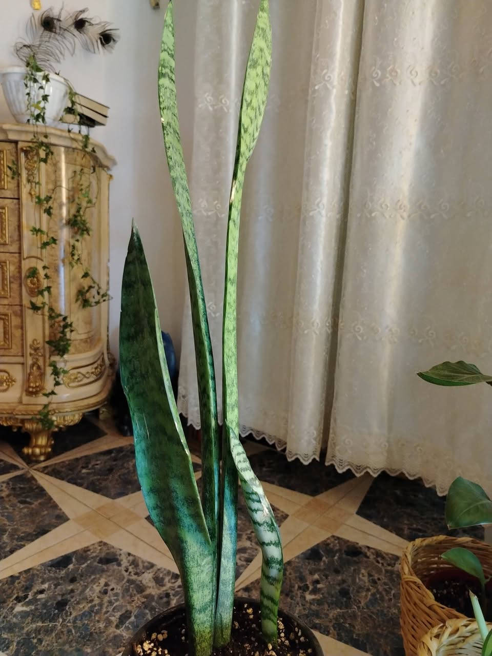 متوفر لبلاب ابيض دفن الباخيه جلد النمر


**إذا كنت صاحب هذا الإعلان وتريد حذفه لأي سبب، رجاءا أرسل رسالة إلى الدعم الفني**
