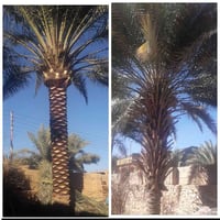 تكريب النخل • غرس للبيع • منشار تقطيع