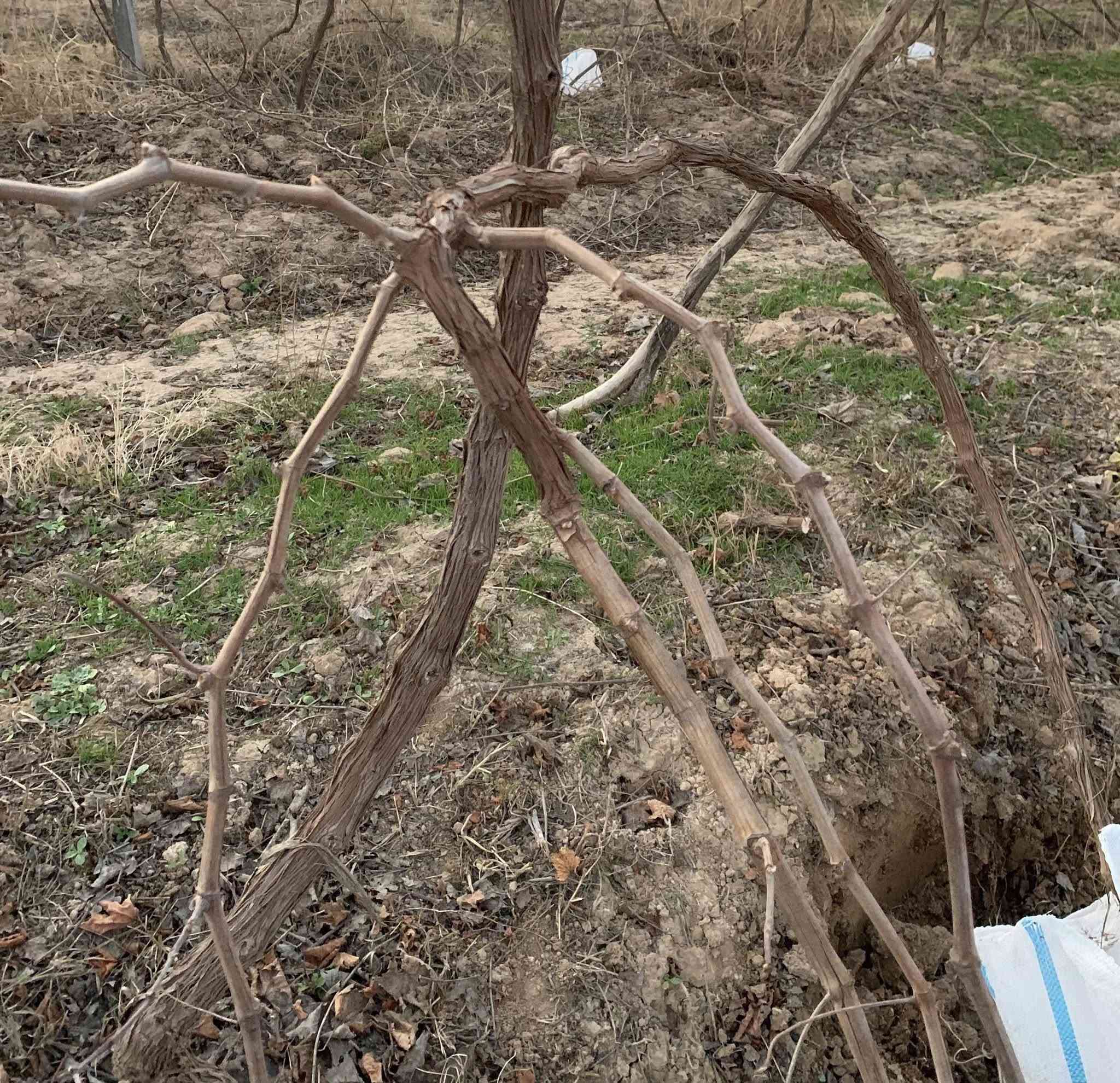 السلام عليكم... 

يوجد شتل عنب 🍇فرنسي، حلواني، ديس عنز  شتل درجه اولى السعر 3 وبي مجال  للاستفسار اتصل  ***********
