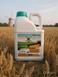 الحنطة • الآفات • زيارة حقلية