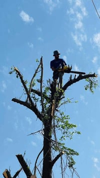 07767121405 قطع الأشجار  مجاني