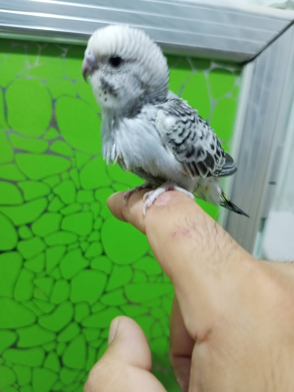 من رخصت مدير الكروب طير حب أليف للبيع المكان ابو غريب الشهداء رقمي واتساب ***********
