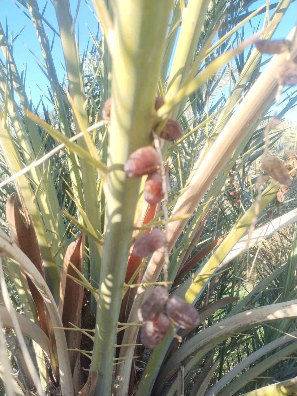 بسم الله الرحمن الرحيم 
موجود فسائل نخيل بريم العدد من 100الى 80فسيل السعر 35للجمله 
مفرد40
تشوف بعينك وتقلع
 اليريد يحجز موجود 
اليريد توصيل موجود 
اليريد نجذرله موجود 
مشتل الزهراء في ميسان العماره بستان دور النفط شارع مقبره الصابئه قرب جملونات بيت العنتاكي للدواشك والحصران داخل الفرع 
***********
***********
يوجد توصيل لجميع المحافظات العراق 🇮🇶
