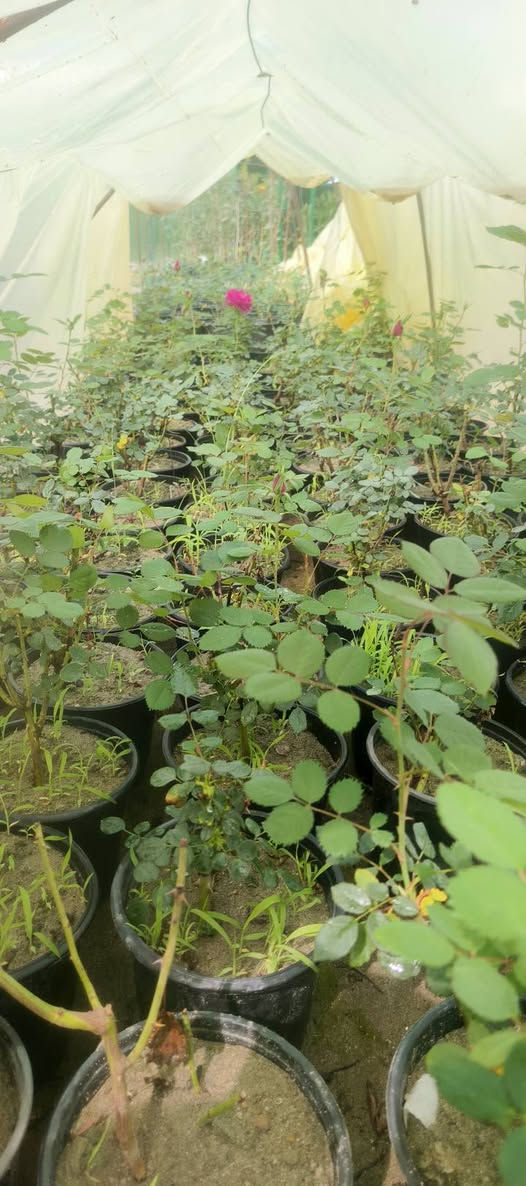 يا الله 🌹
يتوفر  ورد الجوري السلطاني العطري
من أطيب وأجمل أنواع الورد، عطره قوي وشكله يفتح النفس.
كميات خير من الله
والأسعارمناسبة ان شاءالله للجميع إن شاء الله.
📍 العنوان:
مشتل العذاري – شارع زوبع – الصوب الصغير
📞 للحجز والاستفسار:
***********
يتوفر توصيل داخل غماس 
أهلاً وسهلاً بالجميع 🌿
