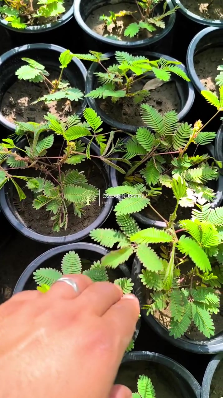 🌿 نبات المستحية (Mimosa Pudica) – النبات الخجول! 🌿
من أكثر النباتات غرابة ومتعة، حيث تنطوي أوراقه عند لمسها أو تحريكها وكأنها "تستحي"، لذلك يُعرف باسم نبات المستحية أو النبات الخجول.
✨ مميزاته: ✔️ حركة تفاعلية مدهشة عند اللمس
✔️ مناسب للحدائق والشرفات والأماكن المضيئة
✔️ يضفي لمسة فريدة وممتعة لمحبي النباتات
✔️ سهل العناية مع الري المعتدل
💰 السعر: 1,000 دينار فقط
📍 متوفر الآن في مشتل الأوسكار 🌱 نباتات مختارة بعناية وجودة عالية
للاستفسار والحجز: 📞 ***********
#مشتل_الأوسكار #نبات_المستحية #النبات_الخجول #نباتات_زينة #نباتات_نادرة #نجف #حي_الحنانة 🌿✨
