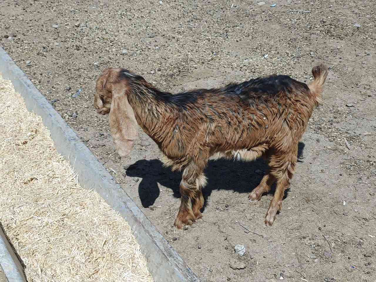 يوجد صخله سمينه قوزي السعر 100 الف بلاششش المكان صلاح الدين قضاء بيجي حي العصري رقم الهاتف ‏‪***********‬‏
