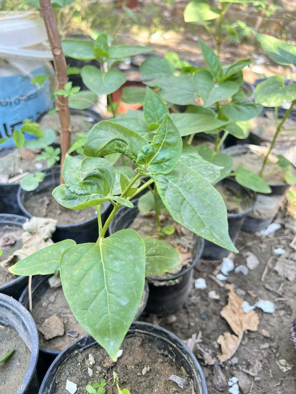 متاح لدينا شتلات نبات ورد لاله عباس عطري دائمي لطلب والحجز واتساب ***********
السماوه أو مراسلة الصفحه يوجد خدمة توصيل طلبات داخل السماوه لباب البيت
