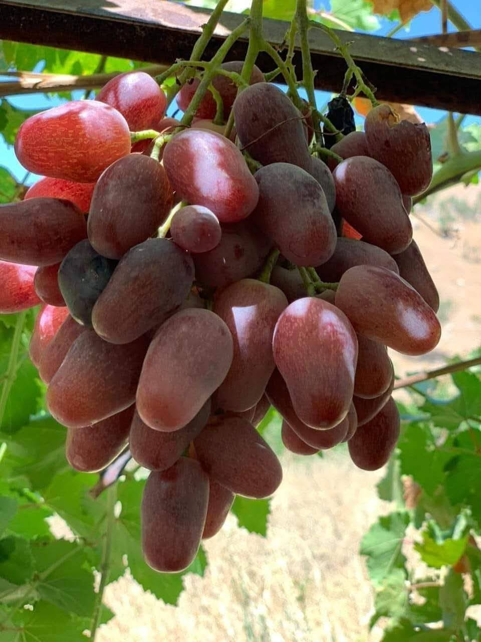 بسم الله ماشاء الله ♥

على بركة الله سوف تتوفر اشجار هذه الاصناف من العنب الامايات الخشنة في مشتل ابوبكر الاعمار من 3 الى 5 سنوات يعني تزرع وتاكل 😁😍

صنف حلواني 
صنف كمالي 
صنف كشمش بدون فرصم

اخواني الاعزاء الكمية كبيرة ان شاء الله والي يحب يحجز قبل نفاذ الكميه يتفضل 🩵

السعر 10.000 الاف فقط 😍

عنواني الانبار القائم حصيبة 

للحجز الاتصال على الرقم *********** مشتل ابوبكر
