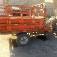 ستوته • أصولي • المجر الكبير