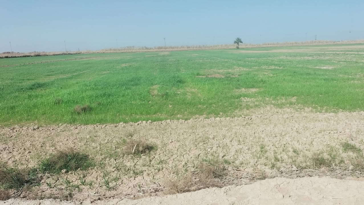 السلام عليكم
جاير البيع الكوت قضاء الاحرار منطقة صدر حوار 

20 دونم البيع وهاذ رقمي ***********
