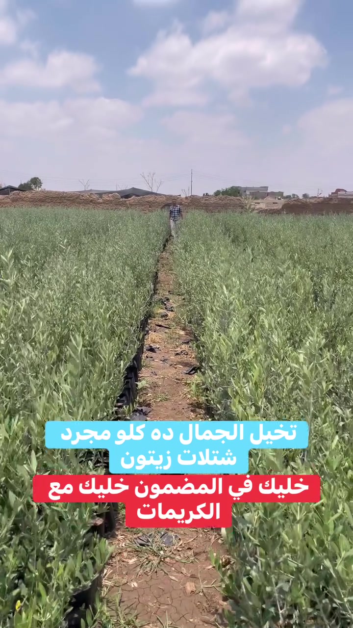 🌱 مشاتل الكريمات للزيتون.. اختيارك الأول لمزرعة ناجحة! 🫒تبحث عن شتلات زيتون مضمونة، خالية من الأمراض، وبأعلى إنتاجية؟ 🤔نوفر لك أجود الأصناف المعتمدة (زيت ومائدة) المزروعة بأحدث التقنيات لضمان نسبة خلط 0% [0.5.3، 0.5.12].✨ لماذا نحن؟👑 جودة مضمونة: شتلات قوية الجذور وسليمة 100%.🚚 شحن وتوريد: لكل المحافظات والمزارع الكبرى.👨‍🌾 دعم فني: استشارات زراعية متكاملة.🫒 الأصناف المتاحة: (كوراتيانا - أربوكينا - كرونيكي - منزانيلو - بيكوال - عجيزي)


**إذا كنت صاحب هذا الإعلان وتريد حذفه لأي سبب، رجاءا أرسل رسالة إلى الدعم الفني**