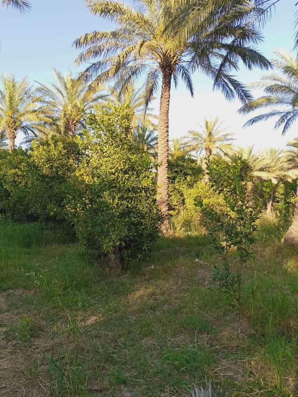 سلام عليكم نصف دونم في منطقه الراشديه البحياه الوجه 19 م النزال 62م الشراي يتصل تفاصيل أكثر 👏

***********
