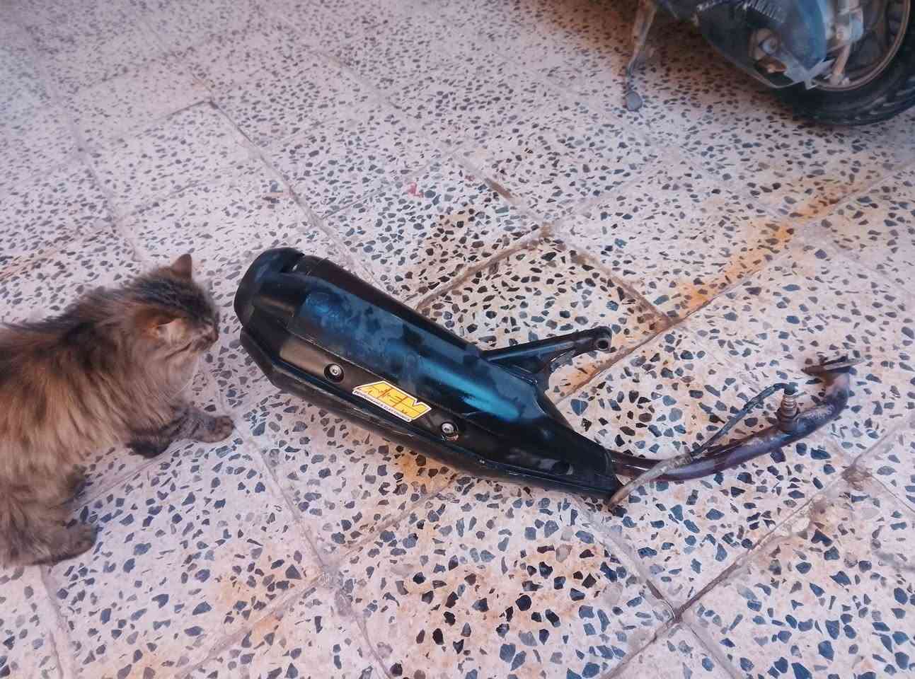 اخوان عندي صالنصه صجميه مال سكنس ام الحساس اريدها مروس صالنصه ماكس بوري عدل اصلي مكاني حله


**إذا كنت صاحب هذا الإعلان وتريد حذفه لأي سبب، رجاءا أرسل رسالة إلى الدعم الفني**