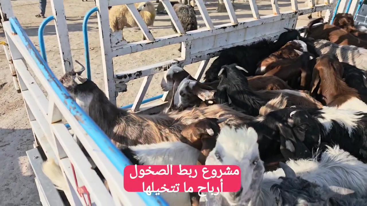 مشروع ربط الجدي بالتفاصيل 
مشروع مربح تكلفة قليلة
 #مشروع #ربط #ماعز #غنم #تسمين
 احمد المهـاجر عبدالله الطيب


**إذا كنت صاحب هذا الإعلان وتريد حذفه لأي سبب، رجاءا أرسل رسالة إلى الدعم الفني**