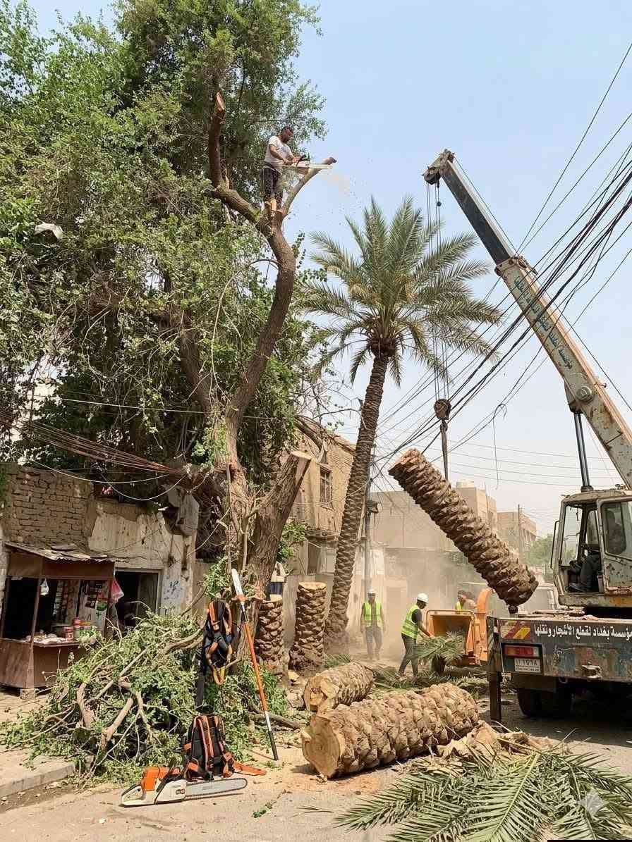 تقطيع الشجار ونخيل كرخ ورصافه للاتصال ***********. *********** وتساب
