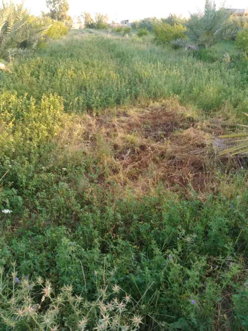السلام عليكم عندي دونم جت اريد اضمنة    رقم الهاتف ***********
