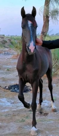 مهره • مهر • حصان • فرس • خيل للبيع • مهره نجيمه • مهره 5 اشهر